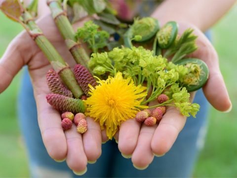 Spring Forage
