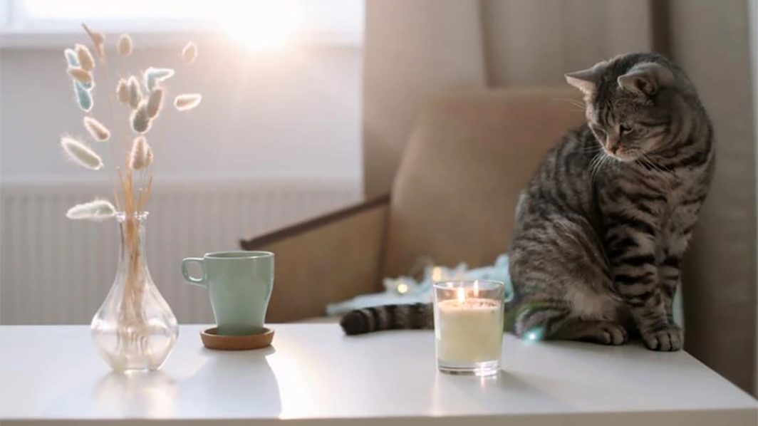 Aromatherapy for Animals, Part 3: Holistic Blends for Cats