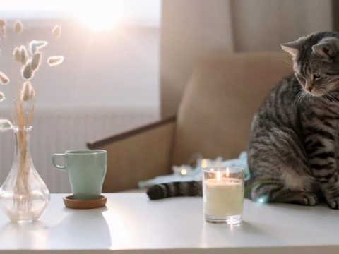 Aromatherapy for Animals, Part 3: Holistic Blends for Cats