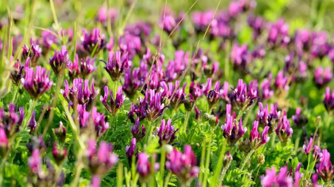 Astragalus, The Ancient Chinese Wonder Herb