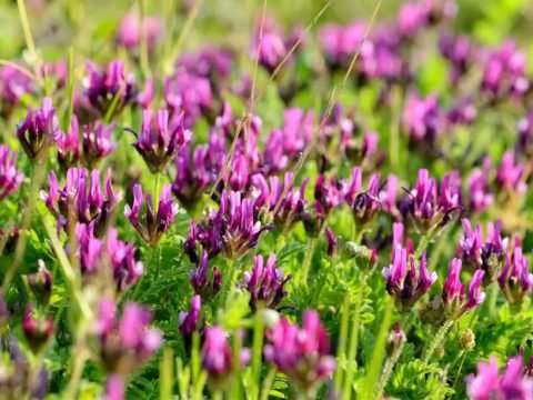 Astragalus, The Ancient Chinese Wonder Herb