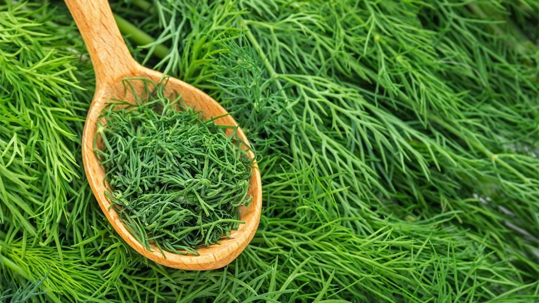 Dill The Meeting House Herb