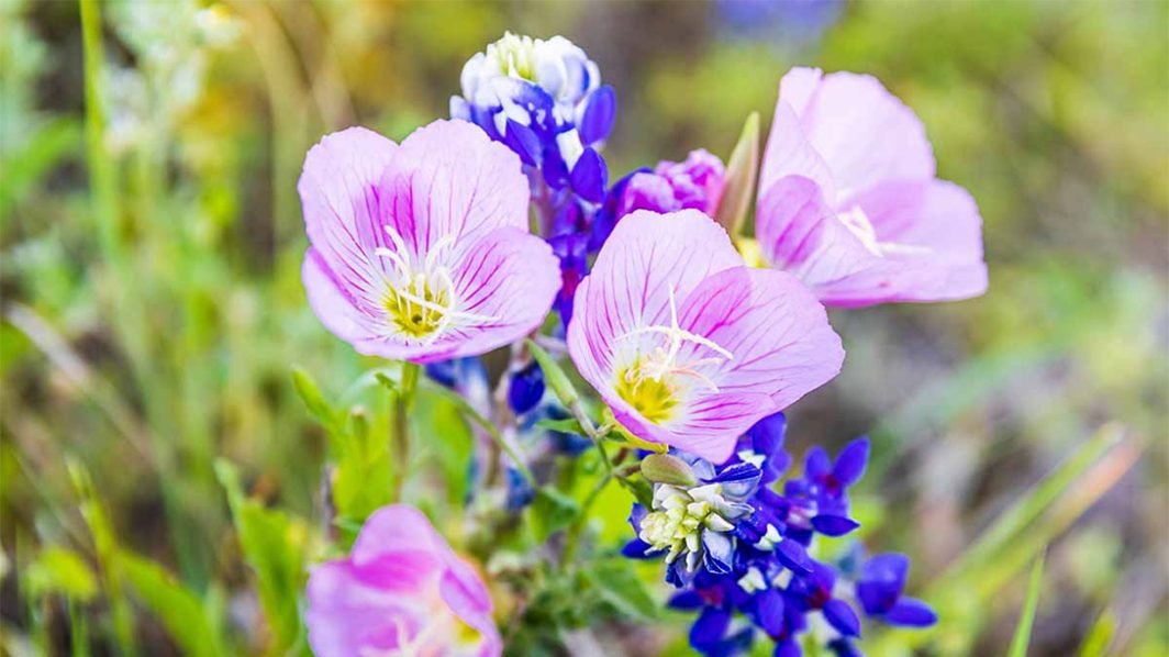 Evening Primrose