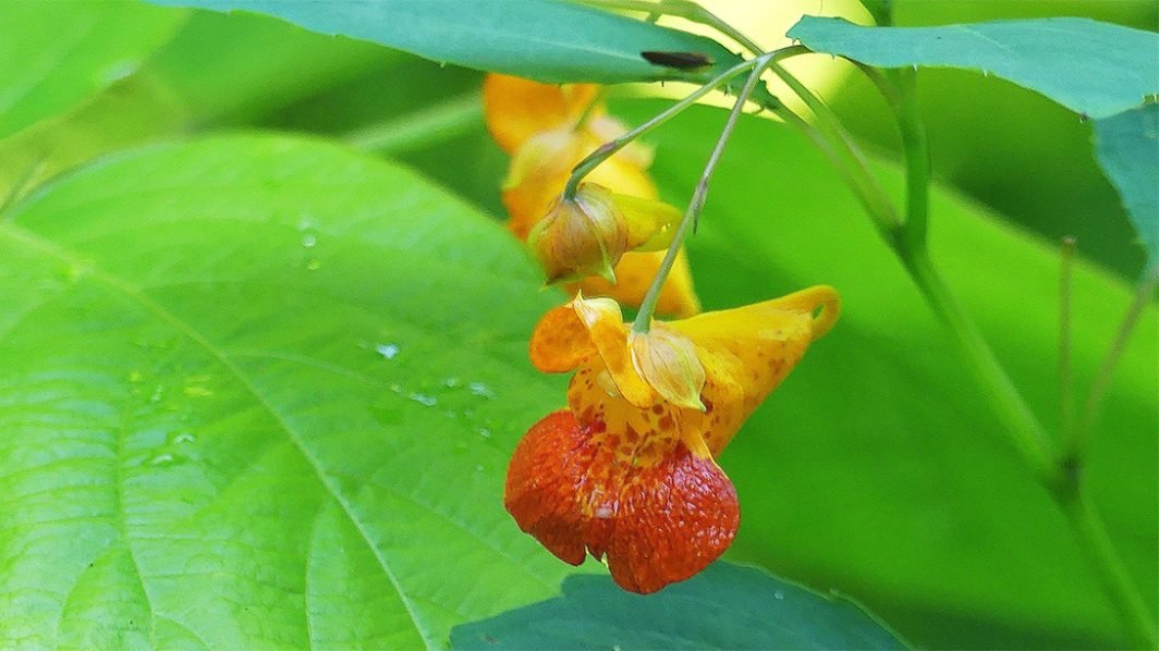 Jewelweed, Poison Ivy Treatment from Nature