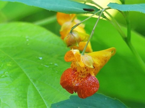 Jewelweed, Poison Ivy Treatment from Nature