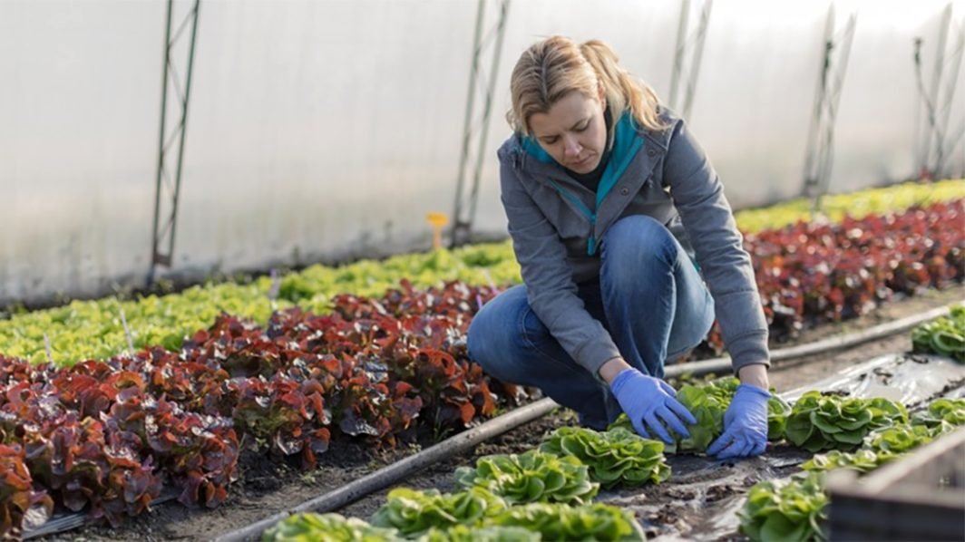LETTUCE GARDENING