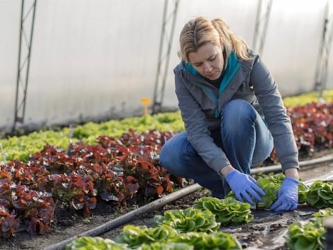 LETTUCE GARDENING