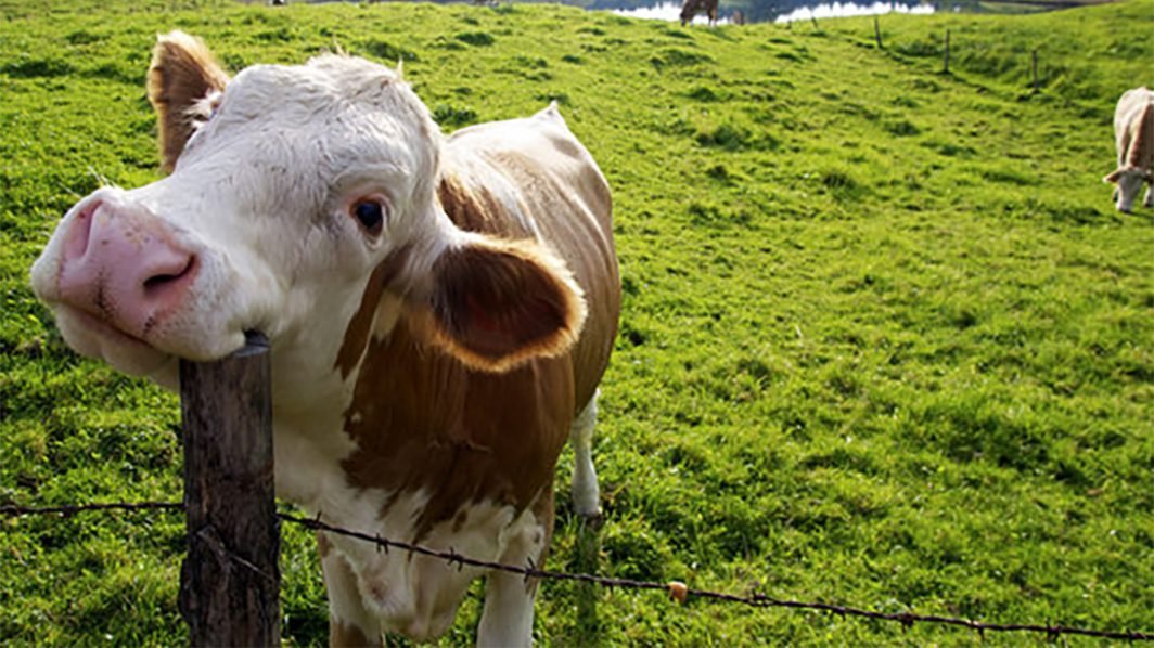 Mad Cow NOT Bad Cow!