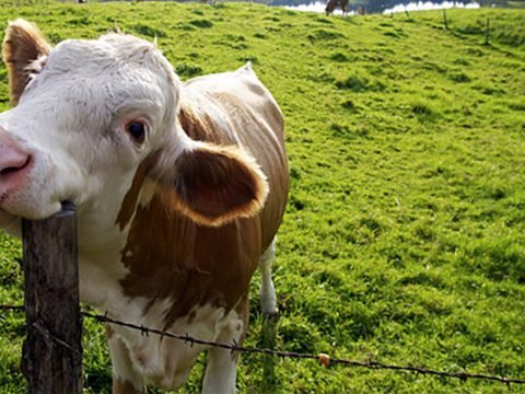Mad Cow NOT Bad Cow!