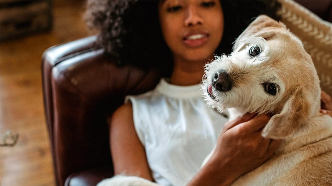 Stress-Relieving Holistic Blends for Dogs