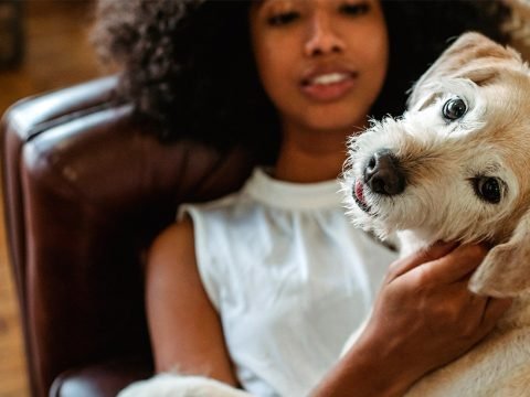 Stress-Relieving Holistic Blends for Dogs