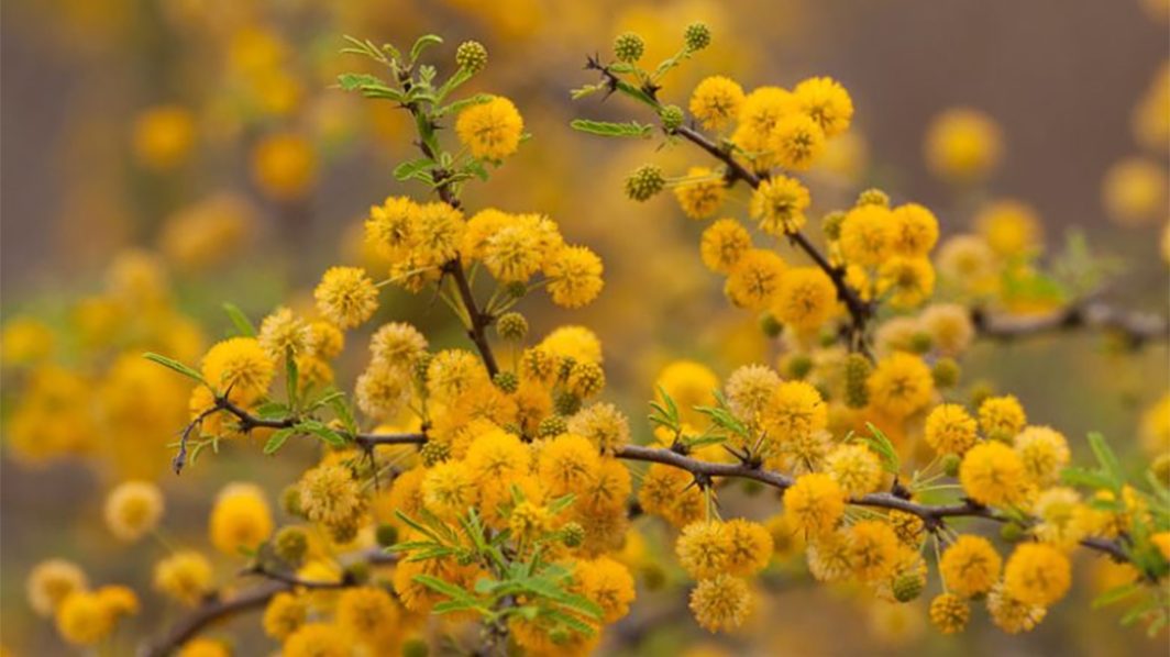 The Herb Acacia