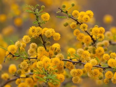 The Herb Acacia