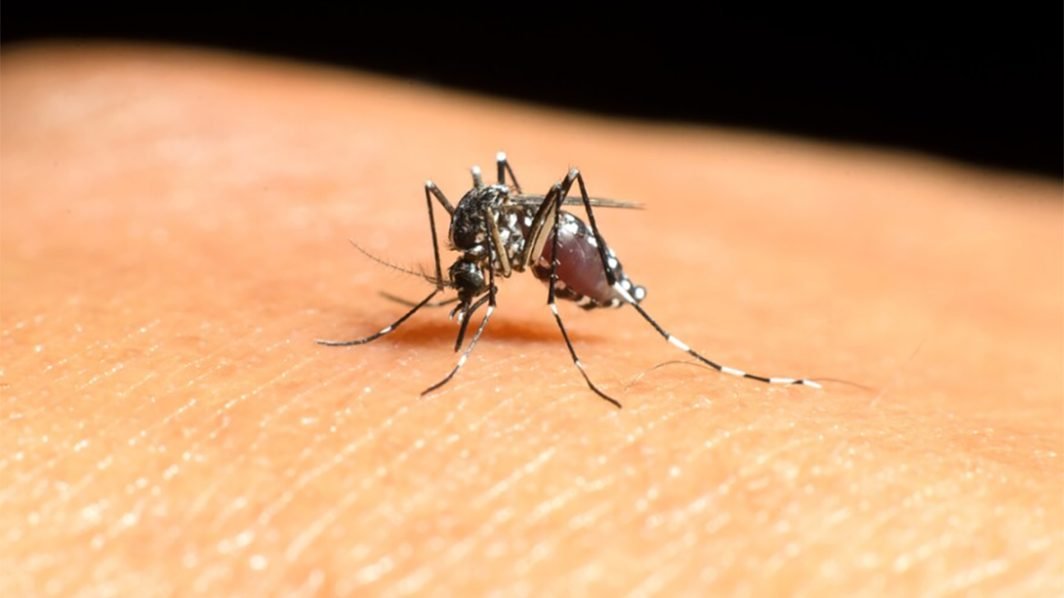 What You Should Know About West Nile Virus