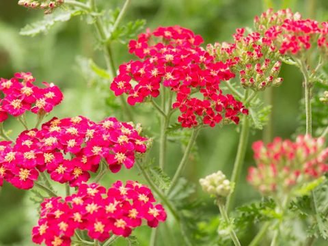 Yarrow the I Ching Herb
