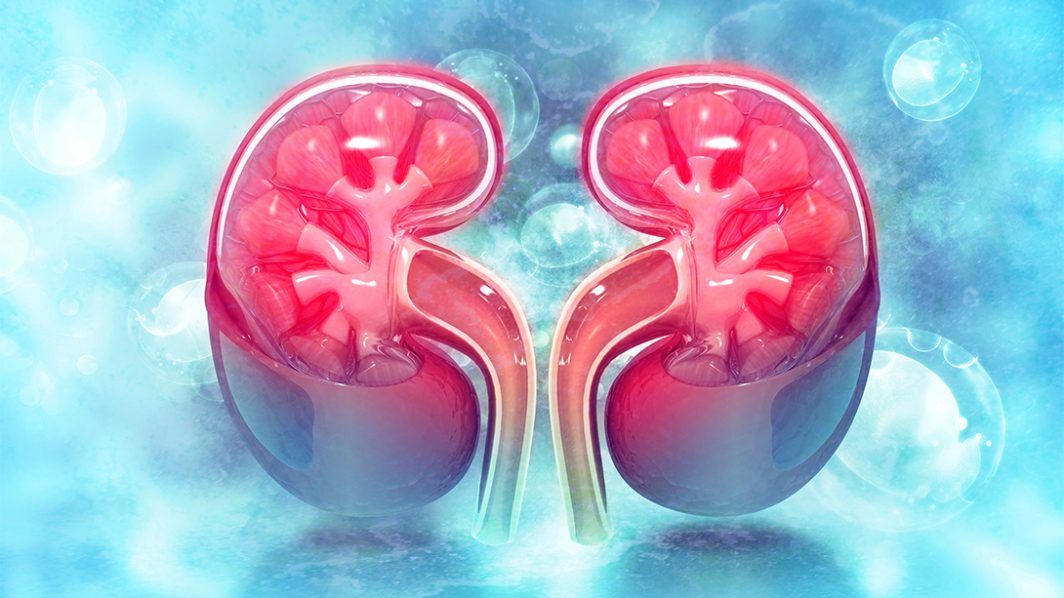 A Lite Look at Your Kidney Function (And Why It Matters!)