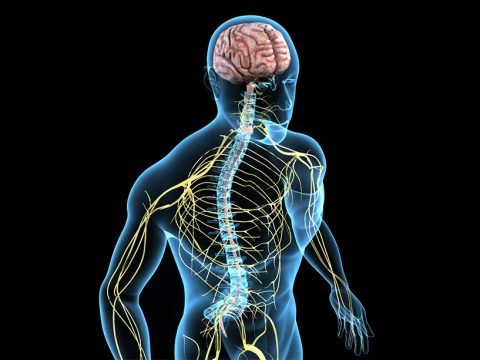 Curing Lou Gehrig's Disease