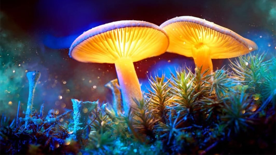Medicinal Mushrooms and the Immune System !