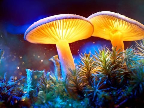 Medicinal Mushrooms and the Immune System !