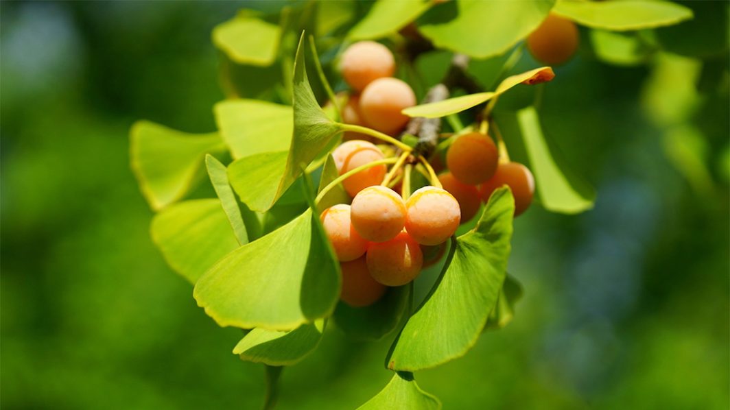 Memory Herbs: Why Gingko Doesn't Always Work