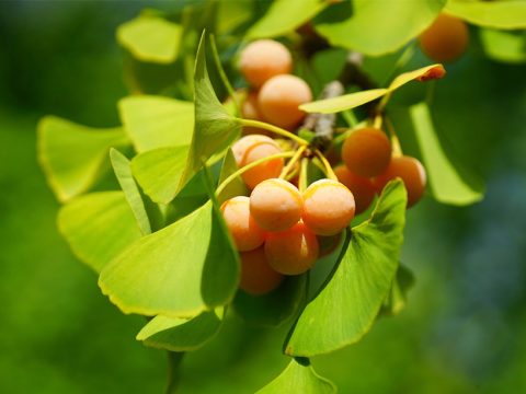 Memory Herbs: Why Gingko Doesn't Always Work