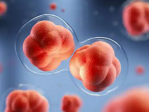 Stem Cell Research