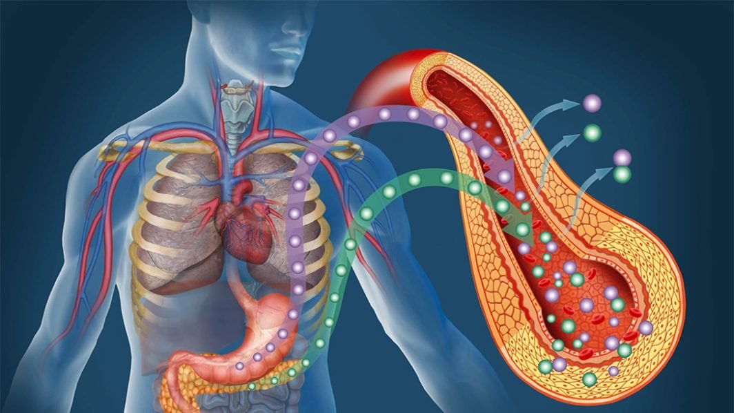 Low-Carb: The Role of Insulin